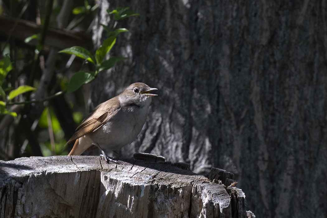 Common Nightingale